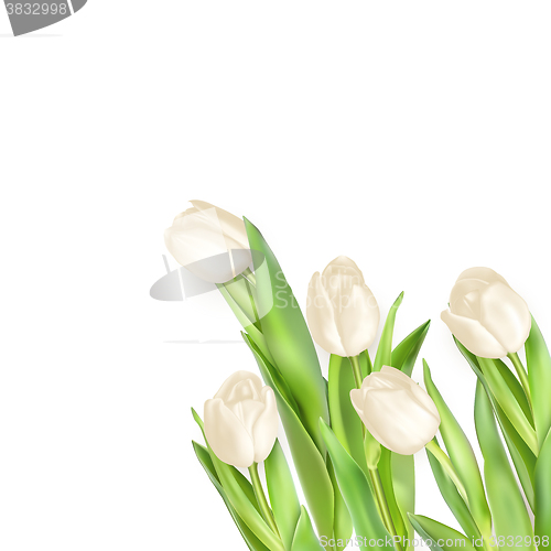 Image of Isolated tulip frame. EPS 10