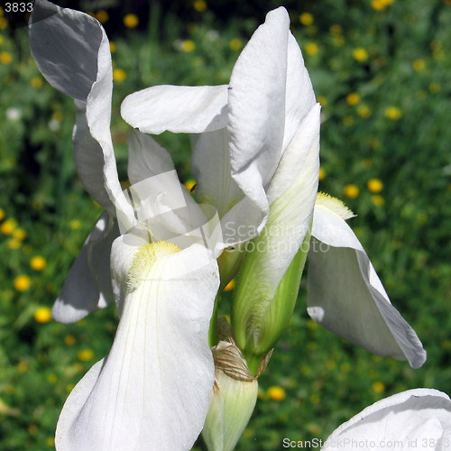 Image of White orchid close up