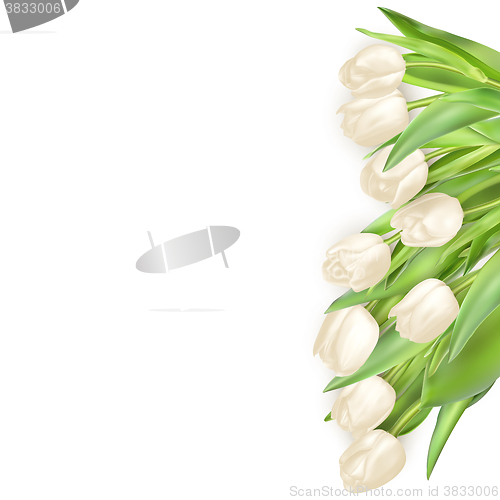 Image of Isolated tulip frame. EPS 10