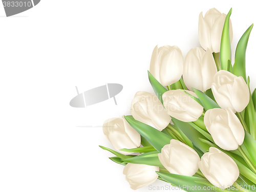 Image of Isolated tulip frame. EPS 10