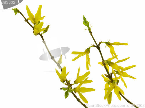 Image of forsythia