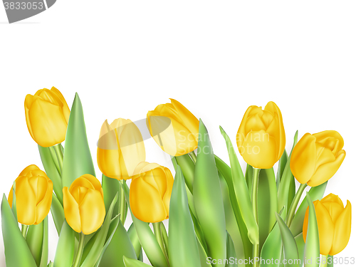 Image of Tulip flowers isolated. EPS 10