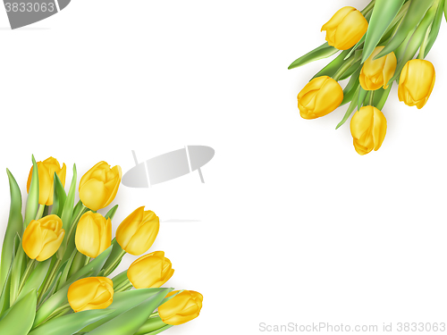 Image of Tulips on white background. EPS 10