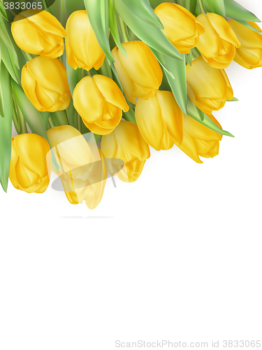 Image of Tulip flowers isolated. EPS 10