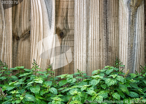 Image of wooden fence behind patchouli plant