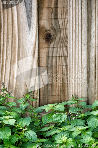 Image of garden fence behind green patchouly plant