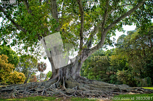 Image of Mysore Fig Tree