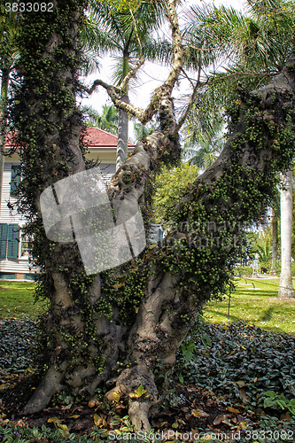 Image of cluster fig tree