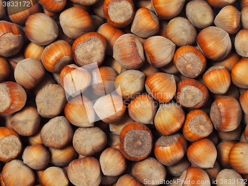 Image of Hazelnuts