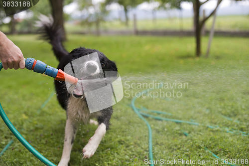 Image of Dog playing