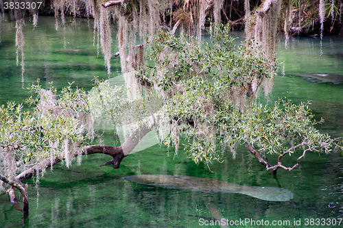 Image of West Indian Manatee, Blue Spring, Florida, USA