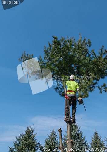 Image of Removing A Pine Tree