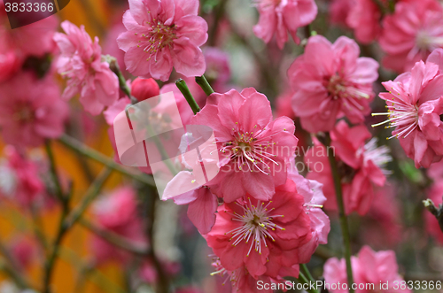 Image of Japanese apricot blossom