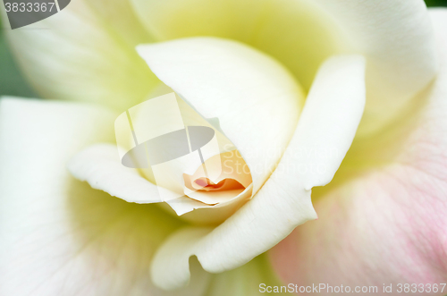 Image of Beautiful white rose flower head