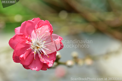 Image of Japanese apricot blossom