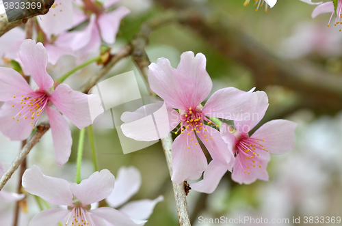 Image of Beautiful Cherry blossom