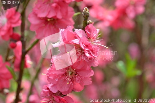 Image of Japanese apricot blossom