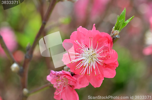 Image of Japanese apricot blossom