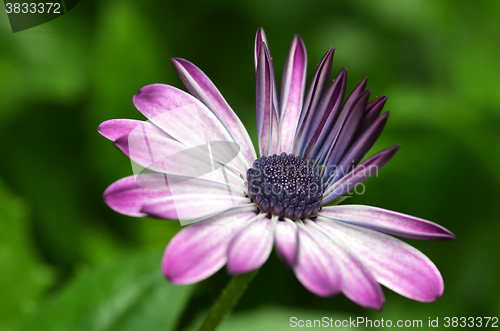 Image of Beautiful purple fanfare flower in a meadow