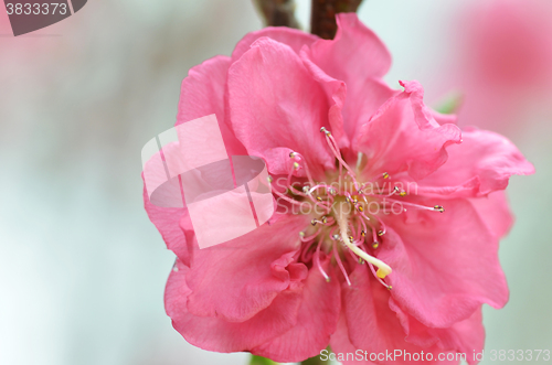 Image of Japanese apricot blossom