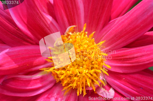 Image of Beautiful flower in a meadow