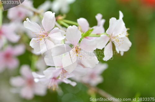 Image of Beautiful Cherry blossom