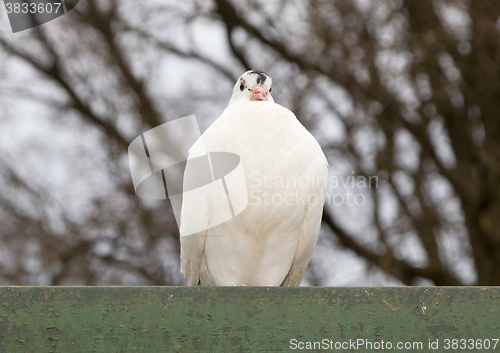 Image of White release dove