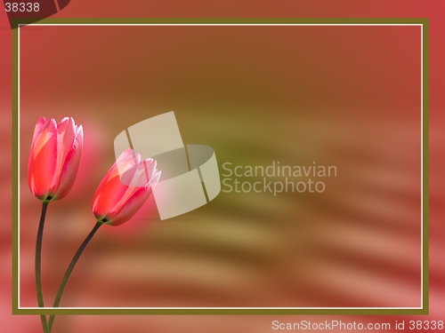 Image of tulips