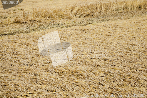 Image of farm field cereals  
