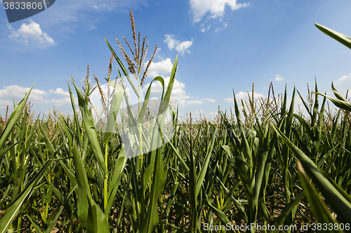 Image of Field with corn  