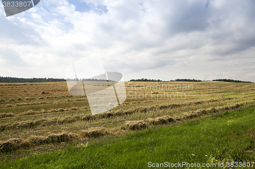 Image of harvesting of rape  