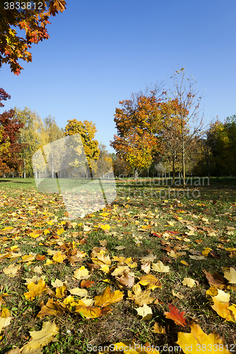 Image of autumn forest ,  Belarus