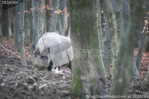 Image of Wild hog in forest