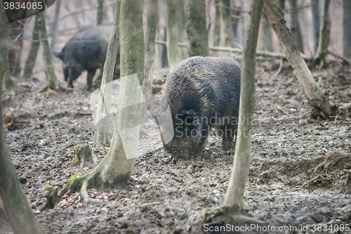 Image of Wild hogs in forest