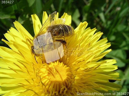 Image of Honey Bee