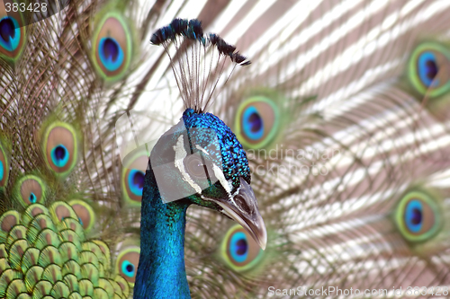 Image of Peacock