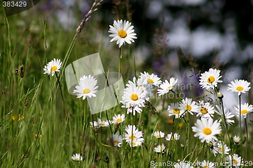 Image of Marguerite Flowers