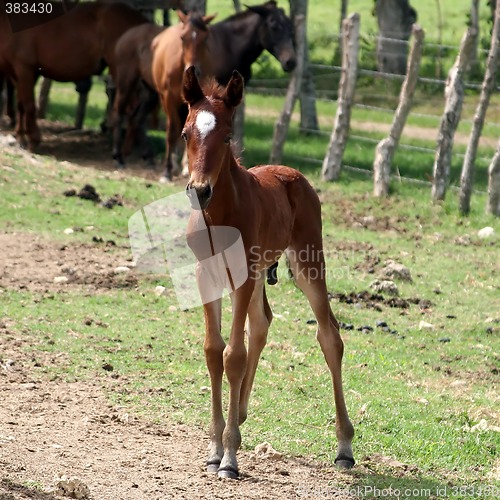 Image of Foal