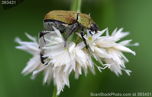 Image of Colorful Beetle