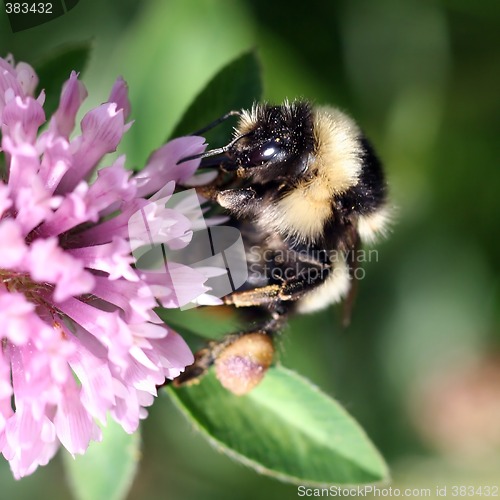 Image of Bumblebee sucking nectar on a red clover