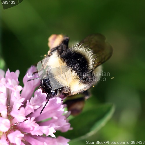 Image of Bumblebee sucking nectar on a red clover