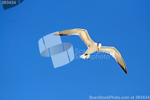 Image of Flying Gull