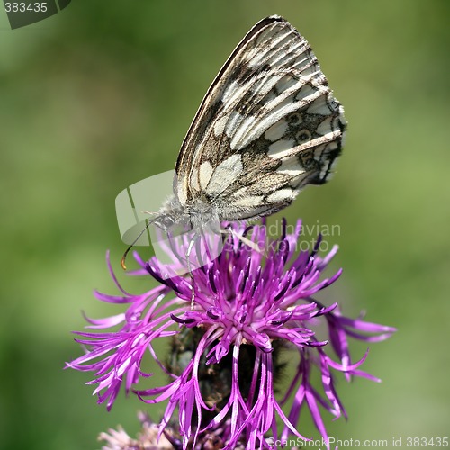 Image of Butterfly on a green background