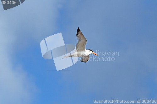 Image of Flying Gull
