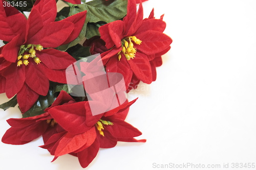 Image of imitation poinsettia flowers