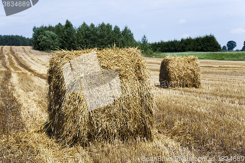 Image of agriculture  harvest. summer