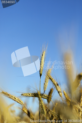 Image of ripe yellow cereals  