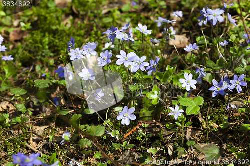 Image of spring flowers , forest