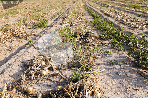 Image of Harvesting onion field  