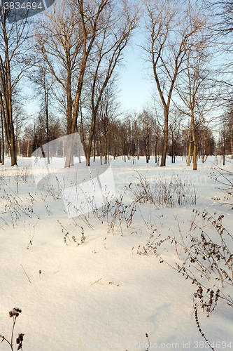 Image of trees in winter 